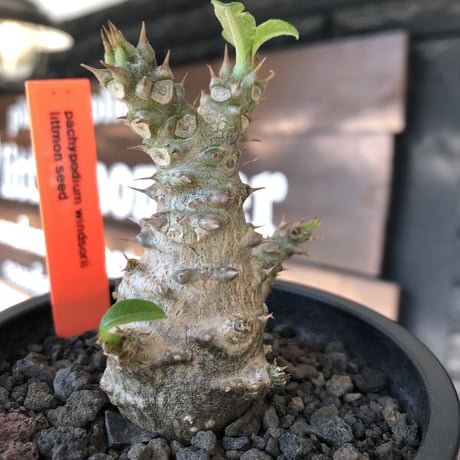 pachypodium windsorii《M size》※選抜littmon seed🌱※weight低き極ぼってり株元&枝振りも◎良樹形※mad black pot植え