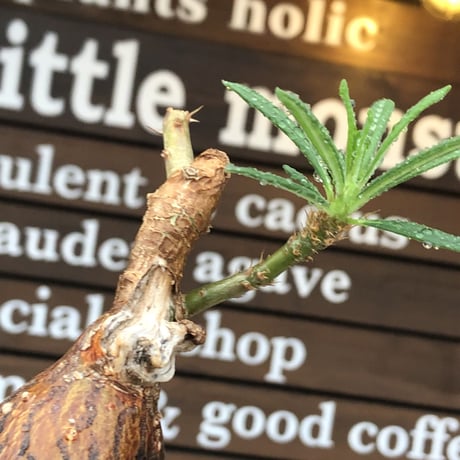 pachypodium succulentum 《M size》※現地球株発根済※サキュレンタムらしからぬ濃いめの肌に整った丸み強き良樹形が堪らない‼︎※mad black pot植え