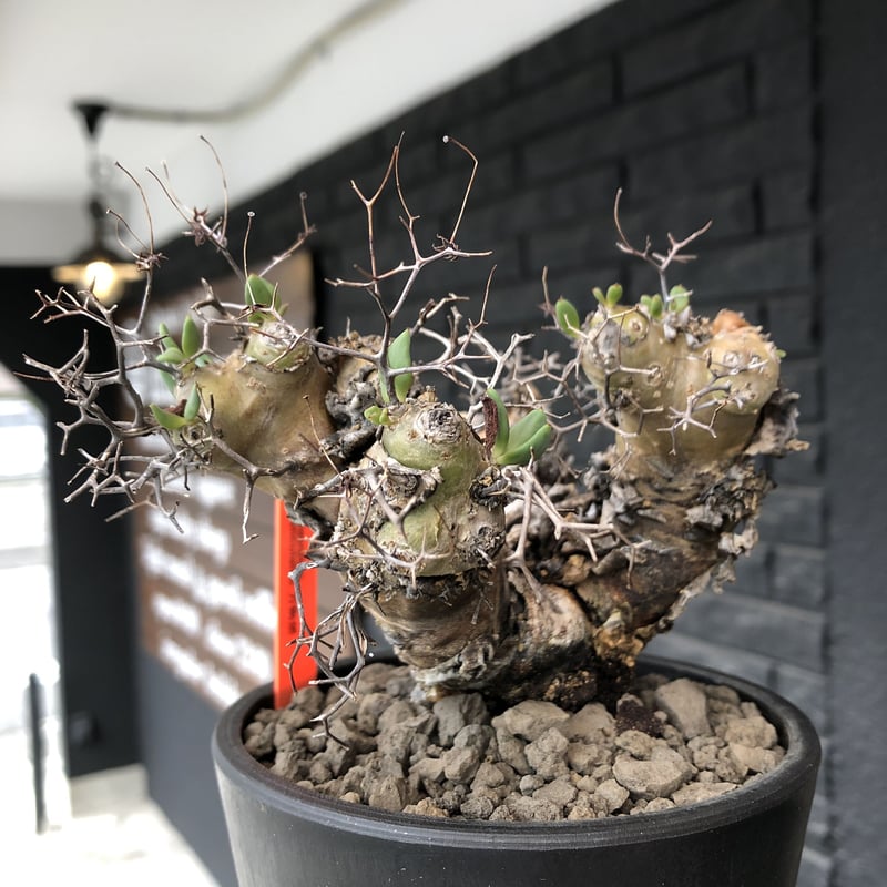 tylecodon reticulatus《大きめM size》※現地球発根済株※店主