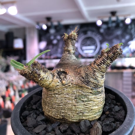 pachypodium  gracilius《大きめS size》※現地球発根済株※店主国内管理2年株※横筋強きwild肌質にぼってり短枝の樹形balance良き一株※mad black pot植え