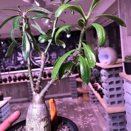 packypodium   bispinosum《M size》