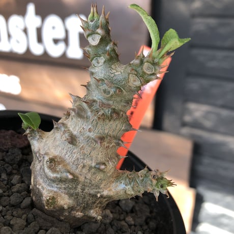 pachypodium windsorii《M size》※選抜littmon seed🌱※weight低き極ぼってり株元&枝振りも◎良樹形※mad black pot植え