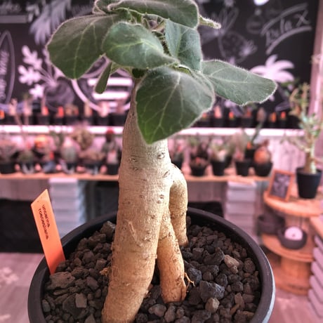 uncarina  roeoesliana《M size》※大変良き株元樹形の上、短枝となりbalanceも抜群株‼︎※mad black pot植え