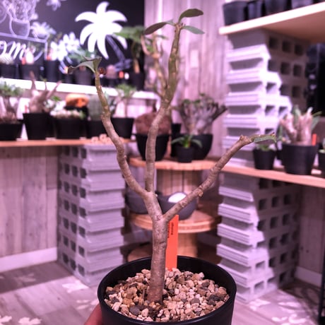 othonna   triplinervia  《M size》※優しい綺麗肌な幹と黄色花が魅力‼︎  ※限定２株