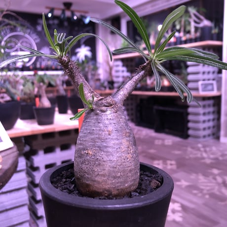 packypodium  gracilius（S size）限定1株　※現地球発根済み株‼︎  ※可愛過ぎる卵型forme‼︎ 脇枝も展開中※mad black pot植え