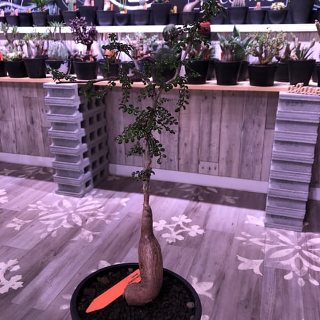 opercullicarya   decaryi  littmon  seed🌱  《5年株》mad  black  pot植え （限定1株）※当店実生デカリー最高株元size‼︎