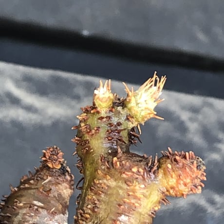 pachypodium gracilius《大きめS size》balance美株※現地球発根済株※店主国内管理2年株※短枝の上、大変balance良き良樹形株※mad black pot植え