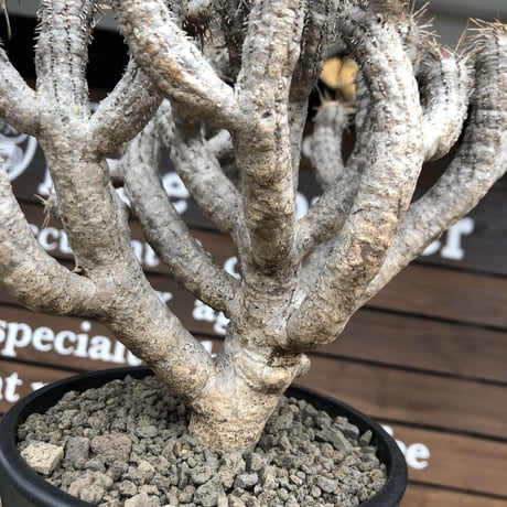 euphorbia  guillauminiana《大きめL size》※現地球発根済株※店主国内管理4年株※溶岩質土壌育ちの現地球株らしい表皮＆厳つい極太幹が◎※mad black pot植え
