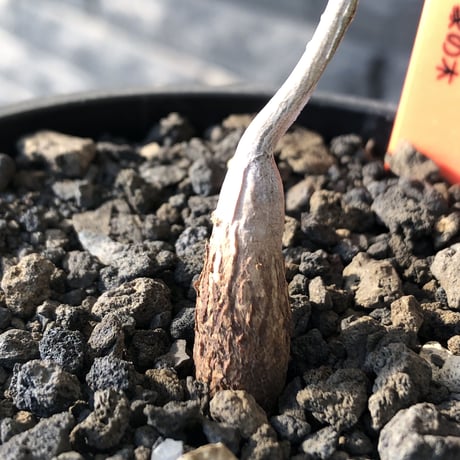 pachycormus discolor 象の木 littmon  seed🌱 《4年株》※成長極遅いなか美しく立派に育ってくれた繊細な一株※mad black bowl pot植え