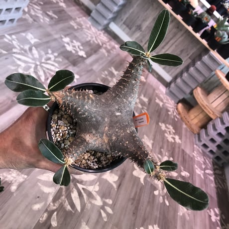 packypodium   roslatum  var.  cactipes《M size》