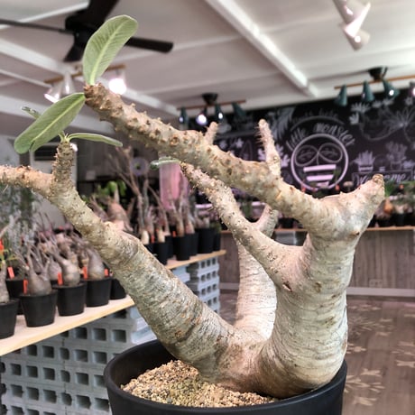 packypodium  cactipes《L L  size》※現地球発根済株‼︎※驚愕価格‼️※大変bigなカクチペス‼︎