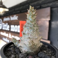 pachypodium windsorii《M size》※選抜littmon seed🌱※weight低き極ぼってり株元な良樹形※mad black pot植え