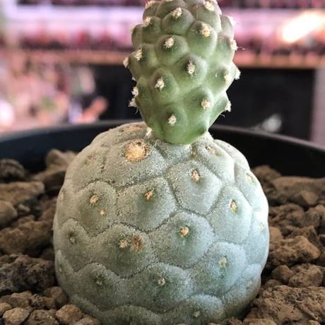 tephrocactus geometricus 《M size》※現地球株カキ仔発根済※②丸々とかわいく綺麗な玉型維持のカキ仔※black bowl pot植え