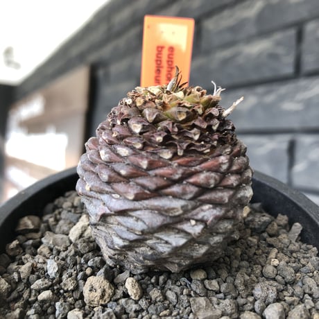 euphorbia bupleurifolia《M size 》※まん丸球体株※現地球発根後店主国内管理5年株※ボコボコ肌にまん丸球体感が堪らない一株※mad black pot植え