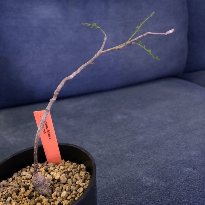 オペルクリカリアパキプス実生管理【D】