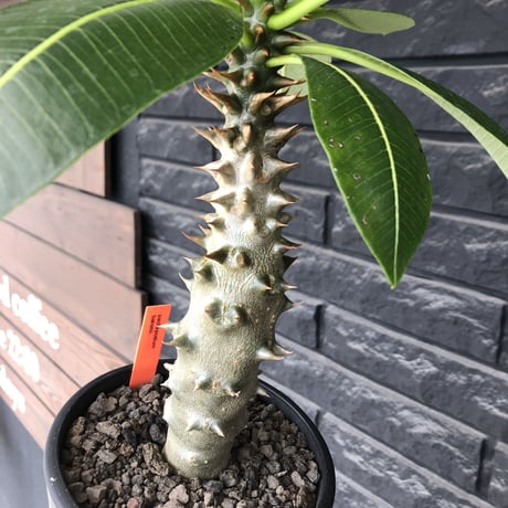 pachypodium  baronii《LL size》※激希少‼︎現地球発根後店主国内管理9年株※激極太幹を持ちどっしり構えの男前‼︎太いstuds棘が堪らない※mad black pot植え