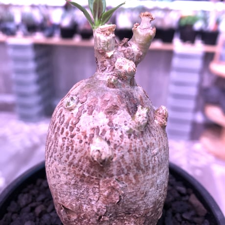 packypodium bispinosum 《S size》※ぼってりと卵樹形の可愛い一株‼︎※mad black bowl pot植え