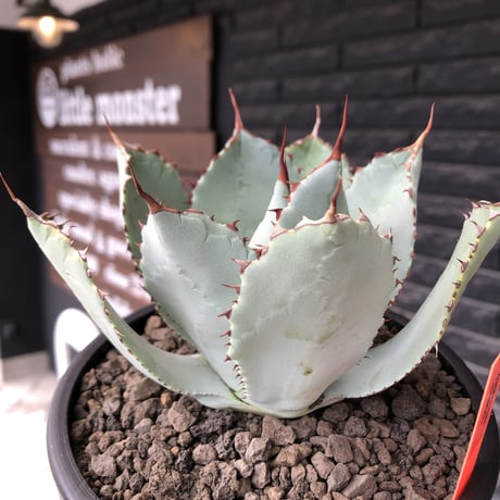 agave guadalajalana《大きめM size》※現地球発根後店主国内管理3年株※極締まり良き美しすぎるボール樹形の選抜株※mad black bowl pot植え