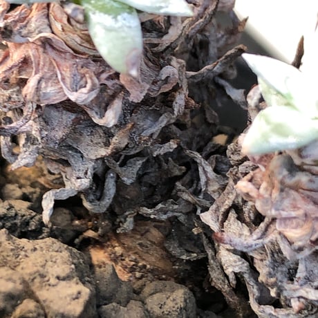 dudleya greenei《L size》希少種‼︎※現地球株発根済※流通少なき古株のため味深くそれでいてコントラストがとびきり美しい一株※black bowl pot植え