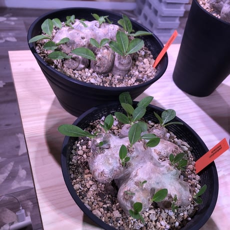 packypodium  brevicaule 恵比寿笑い《M  size》