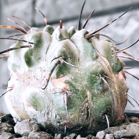 copiapoa cinerea ver.dealbata《M size》※現地球発根後店主国内管理8年株※上質黒士冠‼︎長い黒棘にwild肌質が堪らない※mad black bowl pot植え