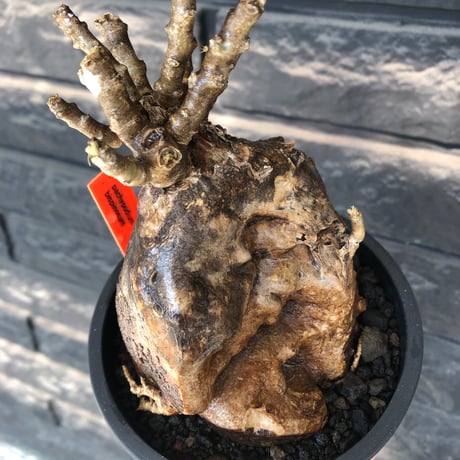 pachypodium bispinosum 《大きめM size》極希少‼︎激エグれ株※現地球発根後店主国内管理5年株※両A面な激しいエグれ生き様強き一株※mad black pot植え