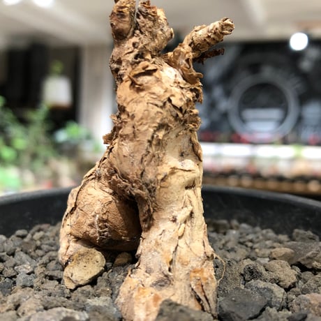 pelargonium  pulverulentum《L size》※現地球株発根済※足元から二股になっており絶妙な樹形バランスが堪らない‼︎※black pot植え