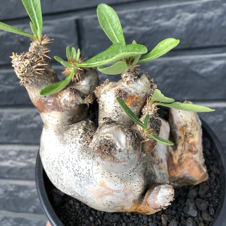pachypodium brevicalyx《L size》※現地球発根後店主国内管理5年株※美術的interior性高きゴツゴツ肉々しい装いの低重心株※mad black pot植え