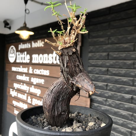 mestoklema tuberosum《大きめM size》※現地球発根後店主国内管理5年株※味深き表皮にバランス良く絶妙な捻くれ樹形の冬動く希少灌木※mad black pot植え