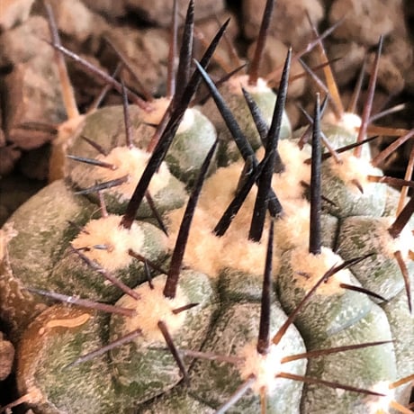 copiapoa黒王丸 | STORES copiapoa黒王丸 | STORES