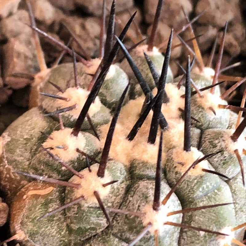 copiapoa cinerea 黒王丸《大きめS size》※現地球株カキ仔自根株※現