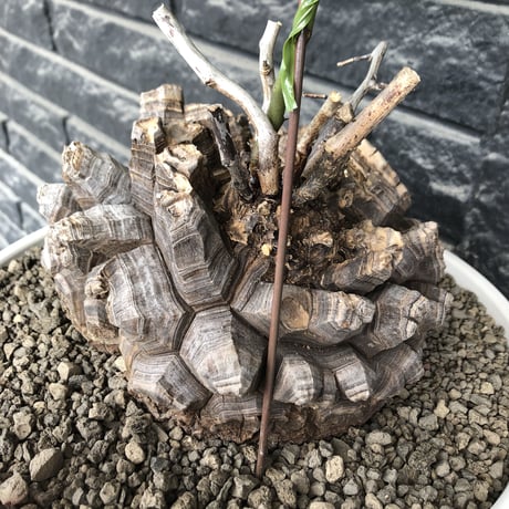 dioscorea elephantipes アフリカ亀甲竜《大きめL L size》大株※現地球発根後店主国内管理18年株※好きな方には堪らないwildすぎる出立ち※mad white 浅鉢植え