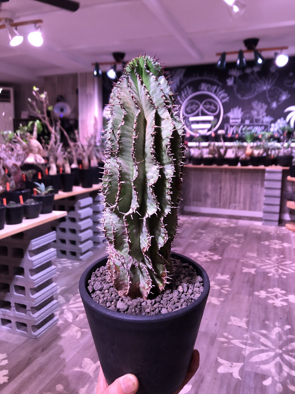 現地株　Euphorbia globosa 発根済　鉢のまま発送　コーデックス 現地株 Euphorbia globosa 発根済 鉢のまま発送 コーデックス