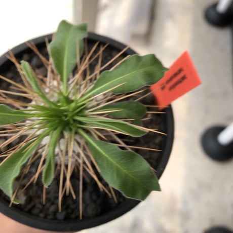 pachypodium  namaquanum 光堂《大きめM size》littmon seed🌱※ちょうど良き手乗りサイズ感の樹形バランスも良き一株‼︎※mad black bowl pot植え