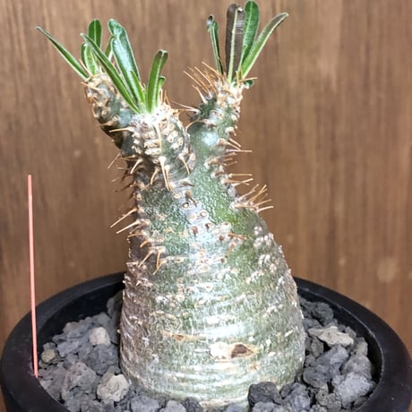 pachypodium gracilius《大きめS size》希少green肌※現地球発根後店主国内管理2年株※グリーン肌のかわいい手乗りグラキ※mad black pot植え
