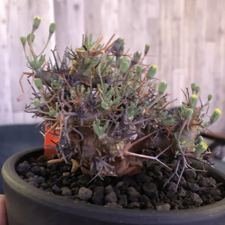 othonna   euphorbioides《M  size》mad black pot植え　極太幹&極美株‼︎  店主管理４年株
