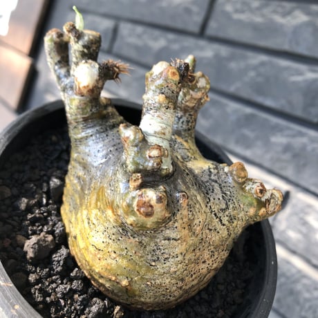 pachypodium gracilius《M size》偏平&短枝良枝振り株※現地球発根後店主国内管理2年株※極めて低重心偏平且つ枝振りも良き一株※mad black pot植え