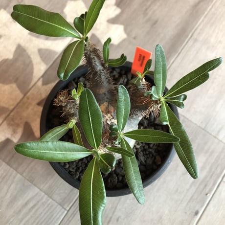 packypodium  gracilius 黒肌《M size》  現地球  発根済み株   mad black pot植え