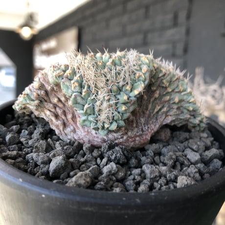 strombocactus 菊水《L size》※驚愕激希少‼︎現地球発根済株※店主国内管理7年株※実生菊水でなく希少性高さ現地球株の更にbigな綴化株‼︎※mad black pot植え