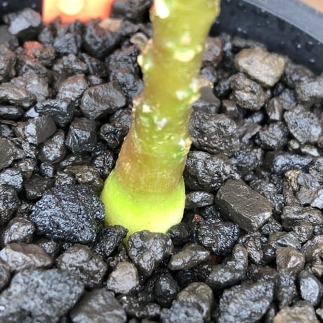 希少‼︎ dorstenia   gigas《大きめS size》littmon  seed🌱（実生株）※今季成長&枝振りに期待できる将来有望人気者ギガス※mad black pot植え