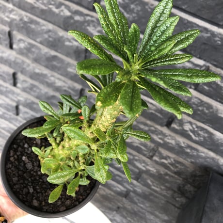 希少‼︎dorstenia gigas《小さめL  size》littmon  seed🌱9年株※極太ぼってり株元に良枝振りなリトモン渾身の一株※mad black pot植え
