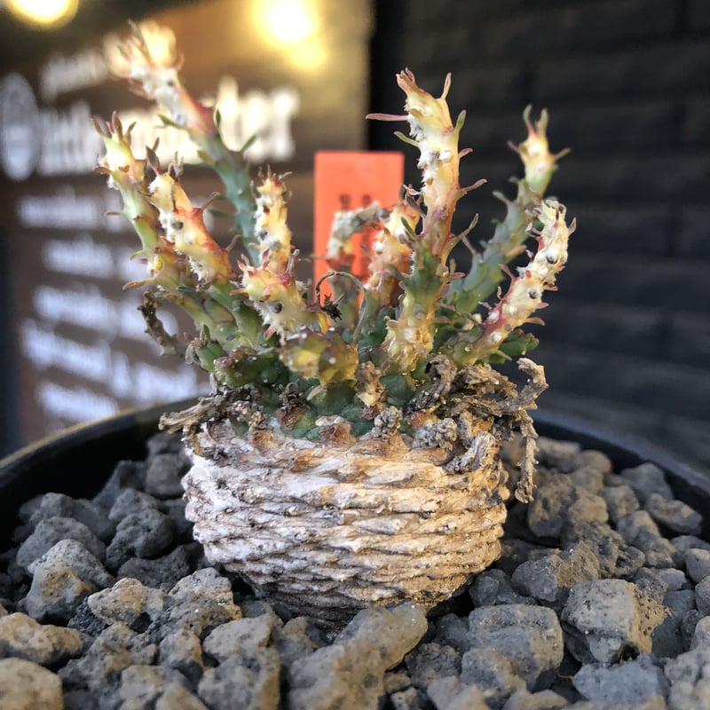ユーフォルビア　ゴルゴニス　発根済み 植物×鉢】ユーフォルビア ゴルゴニス | A-PLANTS|塊根植物販売