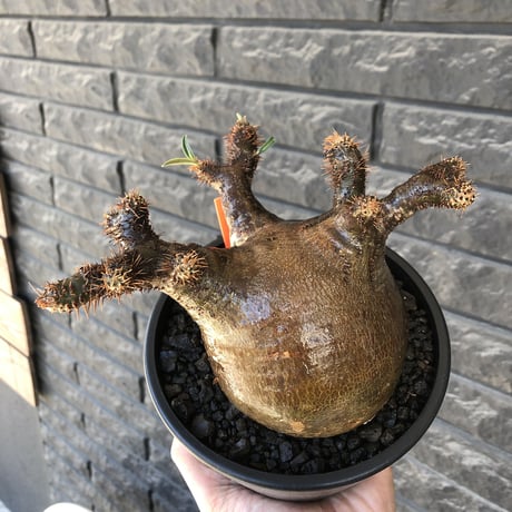 pachypodium gracilius《 L size》偏平&極ぼってり樹形に現地焼け肌※現地球発根後店主国内管理2年株※bigで最高にweight低き装い※mad black pot植え