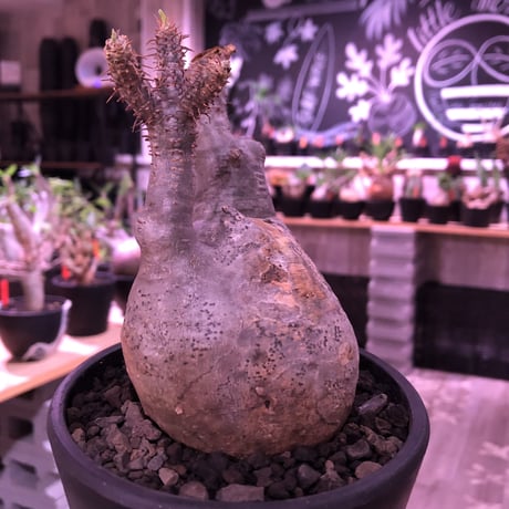 packypodium  gracilius《大きめM size》※現地球発根済株※希少二頭枝の現地焼けぼってりグラキ‼︎良きバランスな選抜株※mad black pot植え