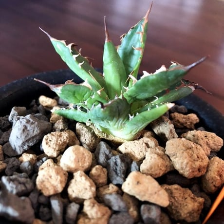 agave    ドワーフィー