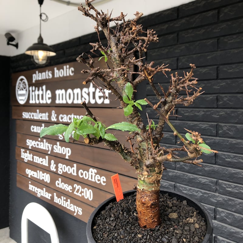 commiphora eminii《L size》※現地球発根後店主国内管理3年株※渋く大変