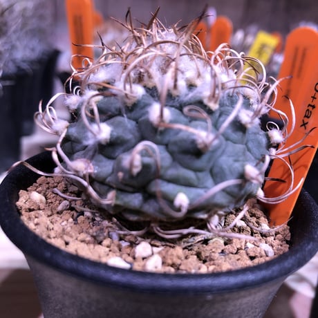 turbinicarpus   牙城丸