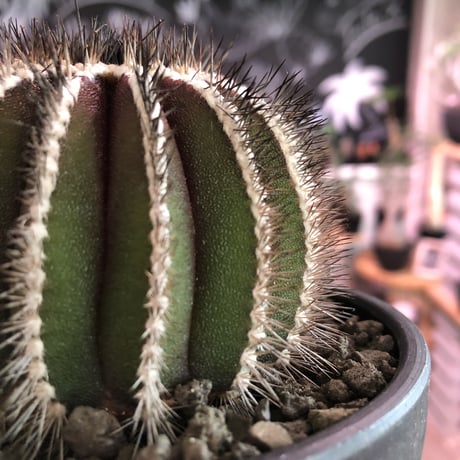uebelmannia  pectinifera《L size》※店主国内管理18年株※大変bigな360度球体極美株‼︎且つ希少大株‼︎上品な趣高き一株‼︎※mad black bowl pot植え