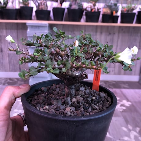 sarcocaulon  vanderietiae《L size》※サルコカウロン 希少夏型  mad  black  pot植え ※店主管理国内４年株