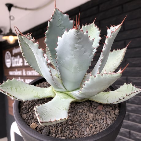 agave guadalajalana《L size》※現地球株発根済※大きめ且つ締まり良き美しい選抜株※mad black bowl pot植え